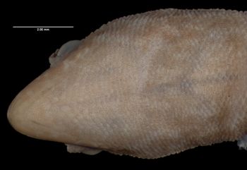 Media type: image;   Herpetology R-10622